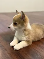 Sadie, a female Pembroke Welsh Corgi for sale in Wilbraham, MA – Photo 5 of 7