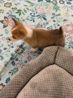 Sadie, a female Pembroke Welsh Corgi for sale in Wilbraham, MA – Photo 6 of 7