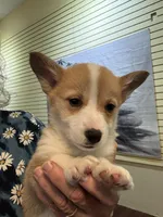 Sadie, a female Pembroke Welsh Corgi for sale in Wilbraham, MA – Photo 3 of 7