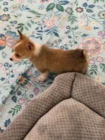 Sadie, a female Pembroke Welsh Corgi for sale in Wilbraham, MA – Photo 7 of 7