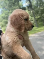 Tank, a male Golden Retriever and English Cream Golden Retriever for sale in Hampden, MA – 2 of 2