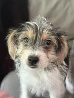 Bentley , a male Shihpoo for sale in Hampden, MA – 4 of 4