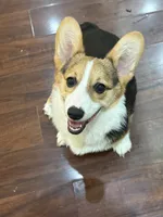 Rocky, a male Pembroke Welsh Corgi for sale in Wilbraham, MA – 5 of 5