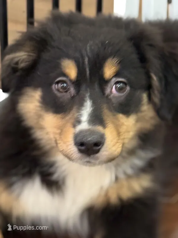 Bella – Miniature Australian Shepherd puppy for sale in Wilbraham, MA