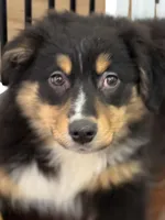 Bella, a female Miniature Australian Shepherd for sale in Wilbraham, MA – Photo 3 of 6