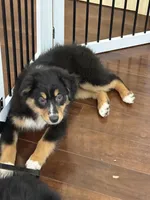 Bella, a female Miniature Australian Shepherd for sale in Wilbraham, MA – Photo 5 of 6