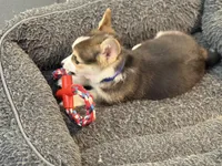 Scout, a male Pembroke Welsh Corgi for sale in Wilbraham, MA – Photo 4 of 5