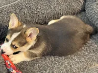 Scout, a male Pembroke Welsh Corgi for sale in Wilbraham, MA – Photo 3 of 5