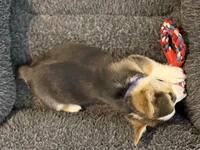 Scout, a male Pembroke Welsh Corgi for sale in Wilbraham, MA – Photo 5 of 5