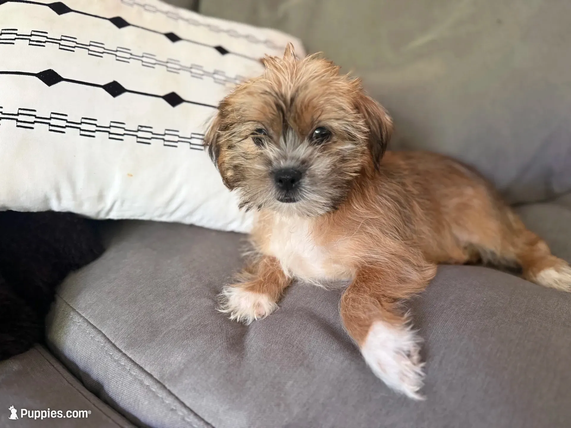 Jewels, a female Shihpoo for sale in Hampden, MA – 2 of 5