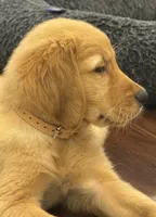 Fenway, a male Golden Retriever and English Cream Golden Retriever for sale in Hampden, MA – 6 of 7