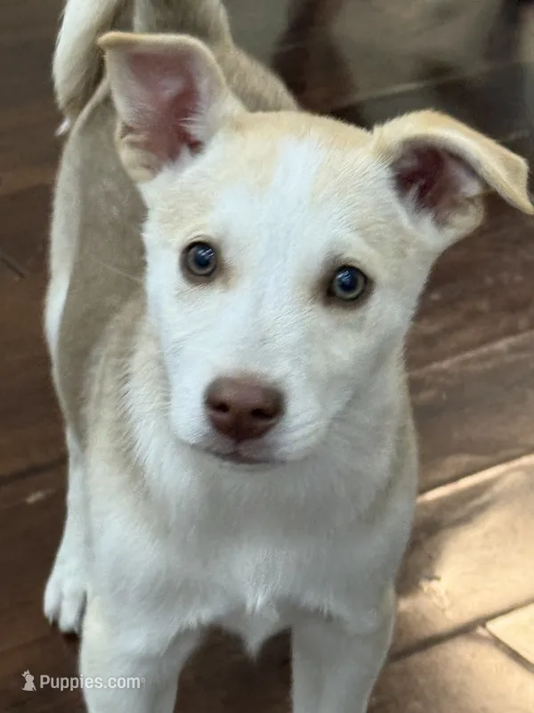 Yukon – Siberian Husky, Beagle puppy for sale in Wilbraham, MA