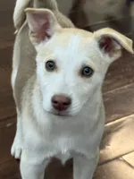 Yukon, a male Siberian Husky and Beagle for sale in Wilbraham, MA – 1 of 5