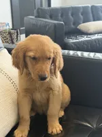 Samson, a male Golden Retriever and English Cream Golden Retriever for sale in Hampden, MA – 7 of 7