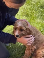 Myles, a male Cavapoo for sale in Hampden, MA – 4 of 4