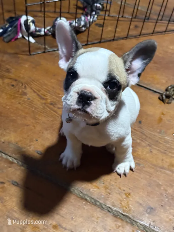 Spicy  – French Bulldog puppy for sale in Hampden, MA
