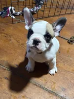 Frankie, a female French Bulldog for sale in Hampden, MA – 2 of 8