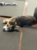 Pedro, a male Pembroke Welsh Corgi for sale in Wilbraham, MA – Photo 3 of 7