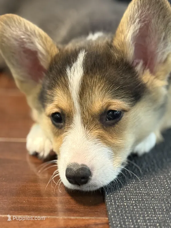 Pedro – Pembroke Welsh Corgi puppy for sale in Wilbraham, MA