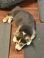 Pedro, a male Pembroke Welsh Corgi for sale in Wilbraham, MA – Photo 4 of 7