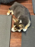 Pedro, a male Pembroke Welsh Corgi for sale in Wilbraham, MA – Photo 6 of 7