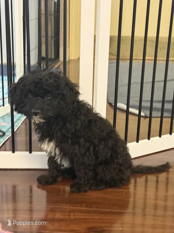Murphy – Cavapoo puppy for sale in Hampden, MA