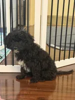 Mick, a male Cavapoo for sale in Hampden, MA – 1 of 4