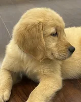 Charlie, a male Golden Retriever and English Cream Golden Retriever for sale in Hampden, MA – 2 of 6