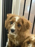Charlie, a male Cavapoo for sale in Hampden, MA – 3 of 5