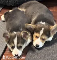 Cannon, a male Pembroke Welsh Corgi for sale in Wilbraham, MA – 2 of 3