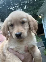 Ruby, a female Golden Retriever and English Cream Golden Retriever for sale in Hampden, MA – 1 of 2