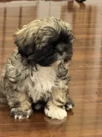 Henry , a male Shih Tzu for sale in Wilbraham, MA – 5 of 5