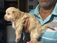 Gigi, a female Soft Coated Wheaten Terrier and Poodle - Miniature  for sale in Hampden, MA – 2 of 6