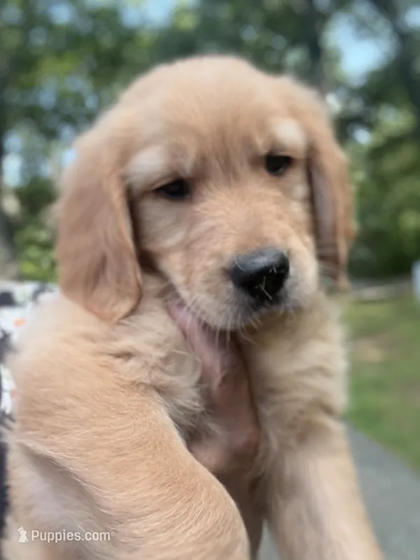 Tank – Golden Retriever, English Cream Golden Retriever puppy for sale in Hampden, MA