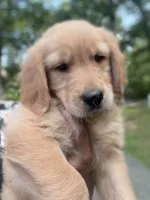 Tank, a male Golden Retriever and English Cream Golden Retriever for sale in Hampden, MA – 1 of 2