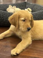 Hawk, a male Golden Retriever and English Cream Golden Retriever for sale in Hampden, MA – 5 of 10
