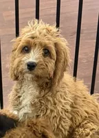 Copper, a male Cavapoo for sale in Hampden, MA – 2 of 3