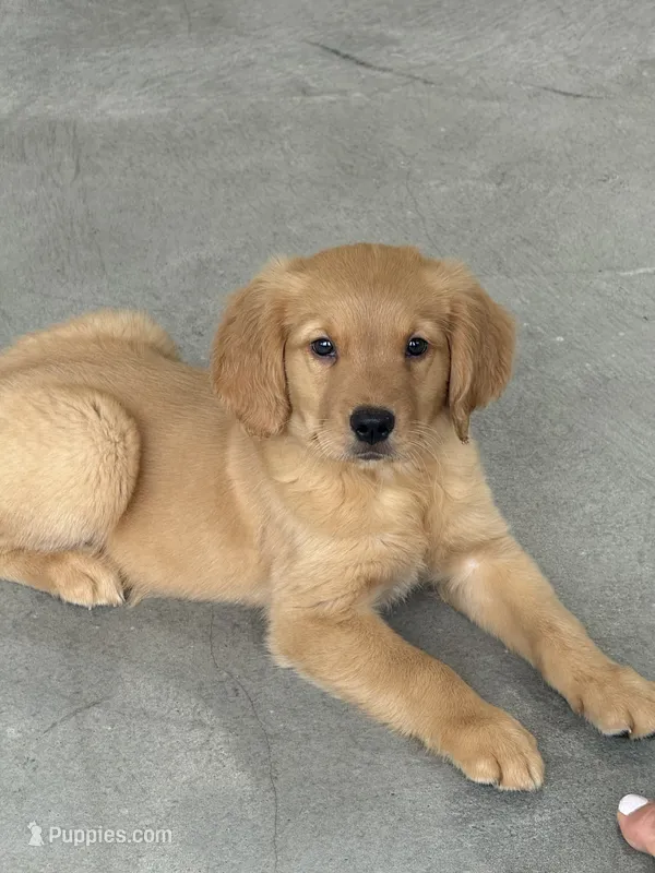 Maple – Golden Retriever, English Cream Golden Retriever puppy for sale in Hampden, MA