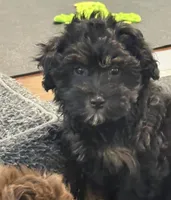 Bella, a female Miniature Aussiedoodle for sale in Hampden, MA – 2 of 3