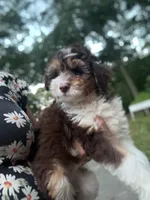 Max, a male Miniature Aussiedoodle for sale in Hampden, MA – 5 of 7