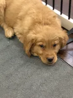 Moose, a male Golden Retriever for sale in Wilbraham, MA – 3 of 4