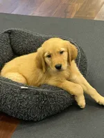Bear, a male Golden Retriever and English Cream Golden Retriever for sale in Hampden, MA – 3 of 3