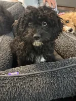 Mick, a male Cavapoo for sale in Hampden, MA – 4 of 4