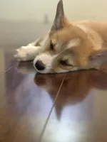 Summer, a female Pembroke Welsh Corgi for sale in Wilbraham, MA – Photo 2 of 5