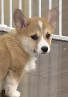 Summer, a female Pembroke Welsh Corgi for sale in Wilbraham, MA – Photo 1 of 5