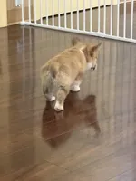 Summer, a female Pembroke Welsh Corgi for sale in Wilbraham, MA – Photo 4 of 5