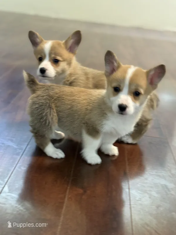 Sadie – Pembroke Welsh Corgi puppy for sale in Wilbraham, MA