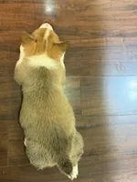 Sadie, a female Pembroke Welsh Corgi for sale in Wilbraham, MA – Photo 5 of 6