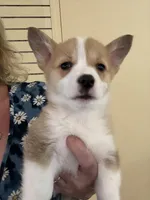 Sadie, a female Pembroke Welsh Corgi for sale in Wilbraham, MA – Photo 2 of 6