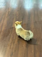 Sadie, a female Pembroke Welsh Corgi for sale in Wilbraham, MA – Photo 3 of 6